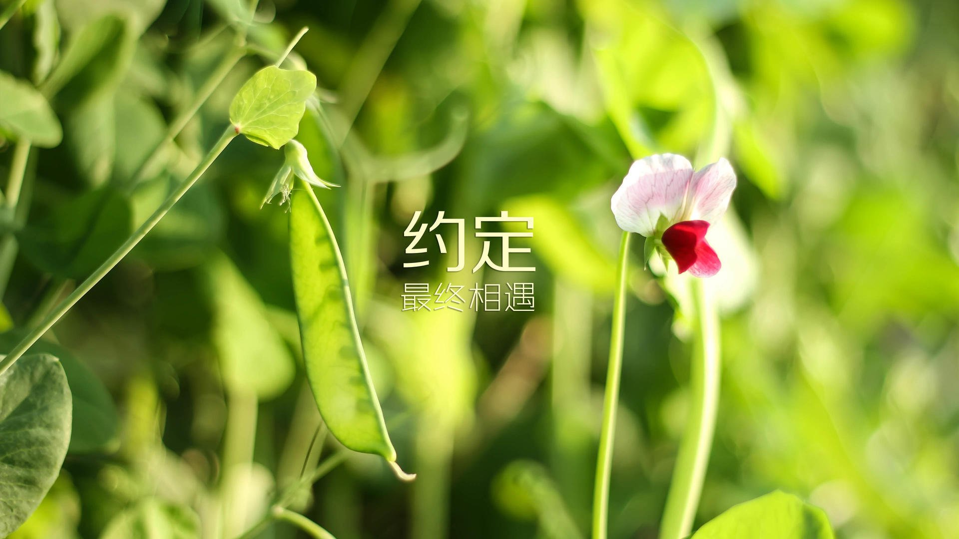 《AI裁判在比赛中的应用:提升公平性与效率》,ai裁判最早应用于哪年世界体操